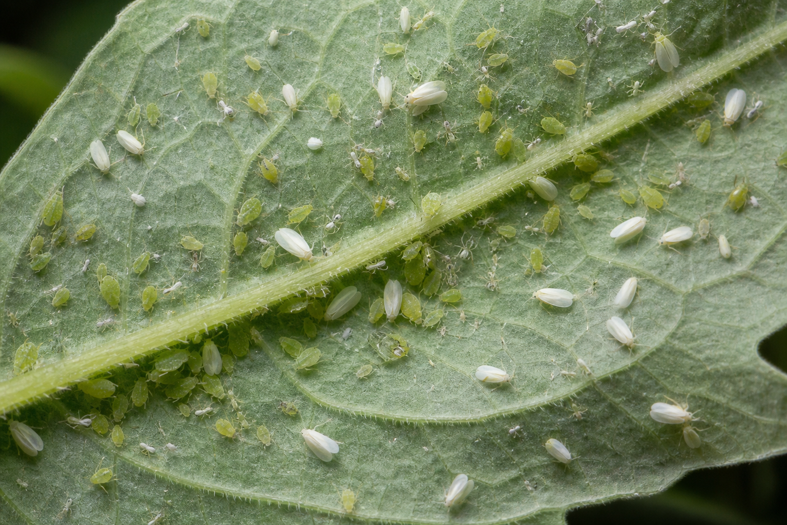 Aphids and whiteflies on a leaf