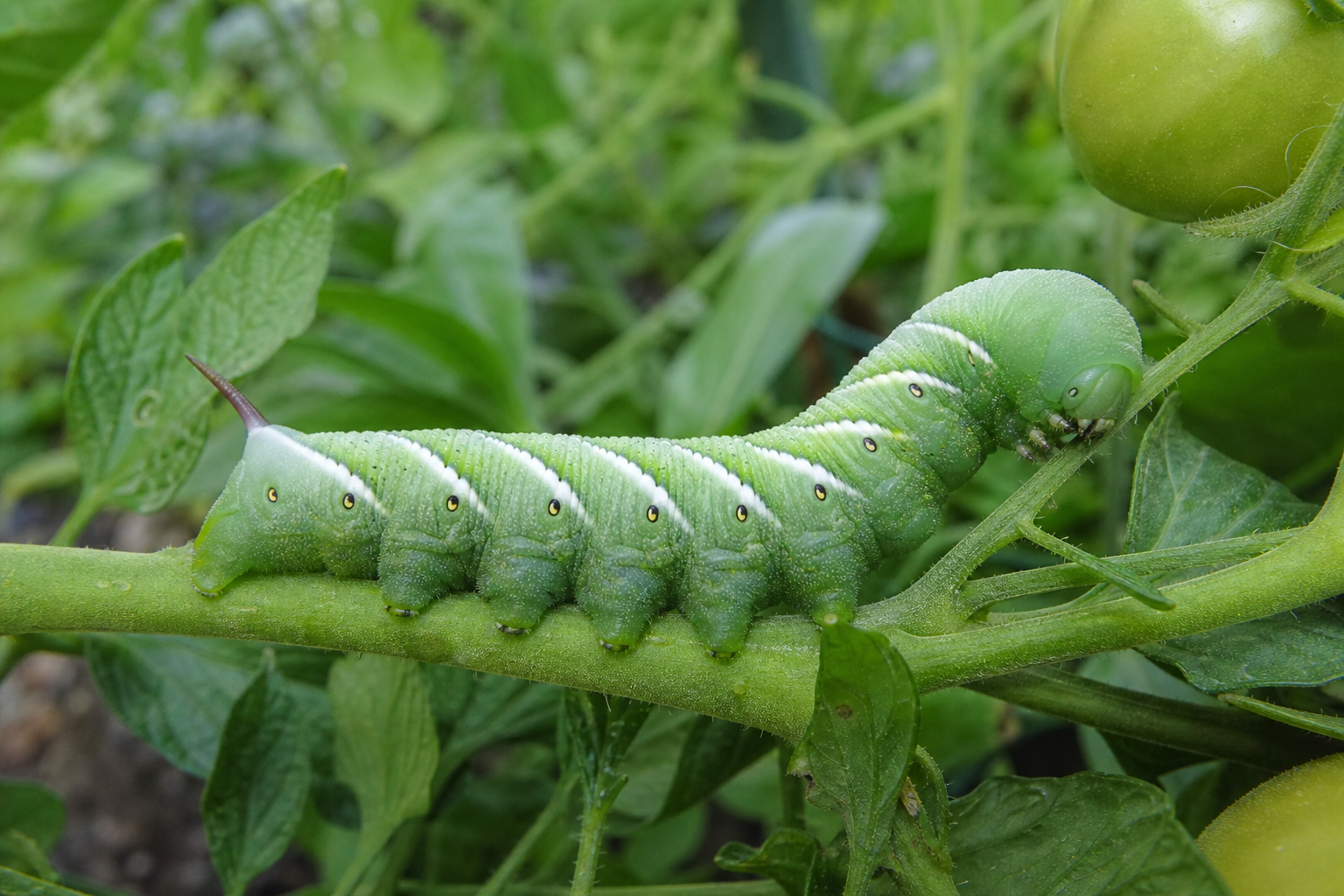 Tomato hornworm on plant