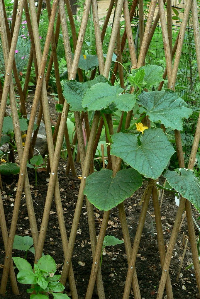 Young cucumber plant climbing a wooden lattice trellis, with a yellow flower and small developing fruit