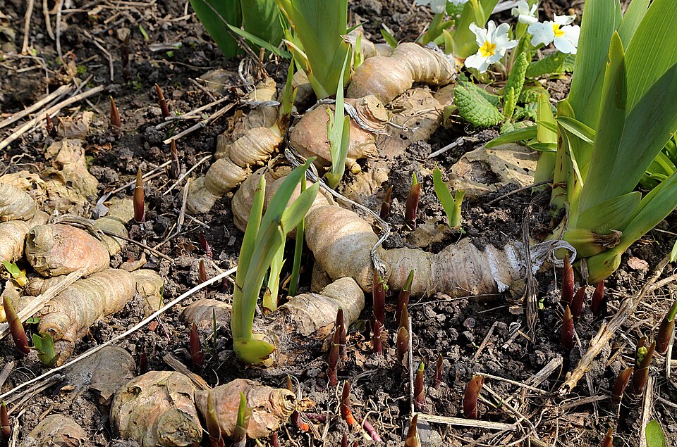 Iris rhizomes sitting just above dark garden soil, with sword-shaped leaf fans and new shoots.