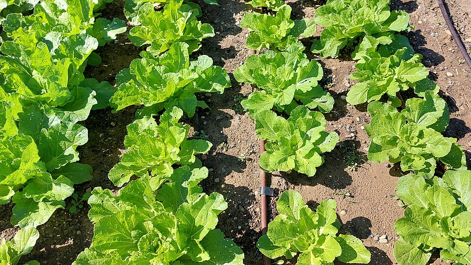 Rows of Chinese cabbage in an open field with a surface drip line between plants