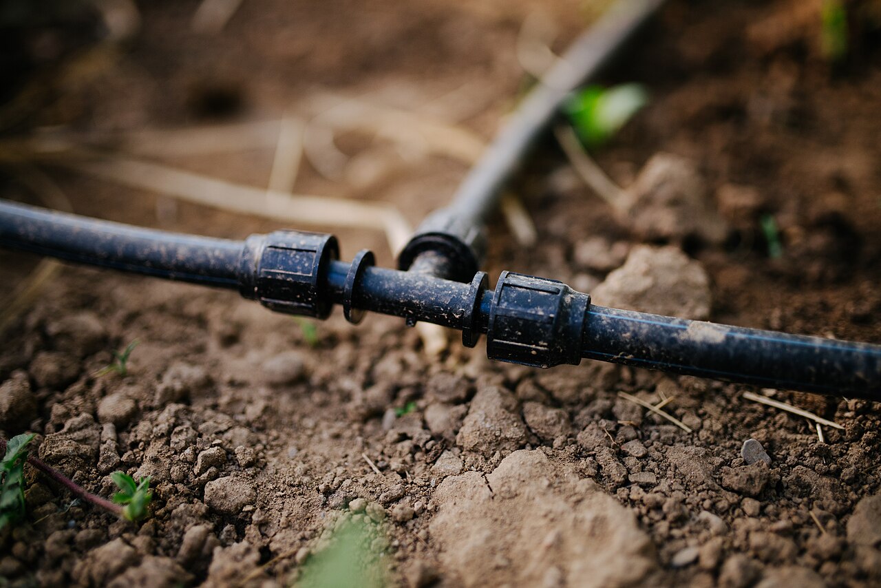Black 1/2-inch drip tubing joined with a T-connector, sitting on garden soil rather than buried.