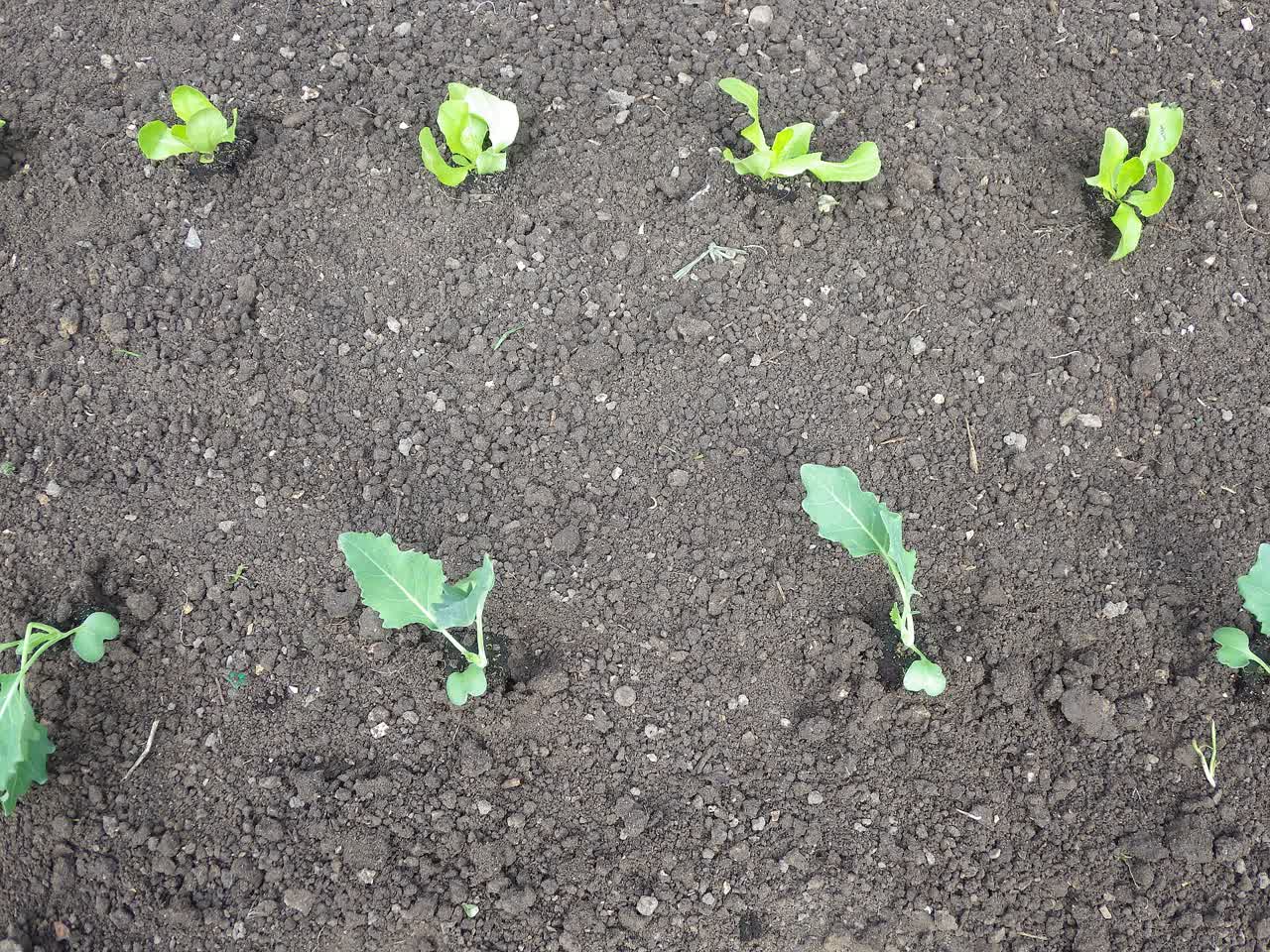 Young kohlrabi and lettuce seedlings planted in two mixed rows in dark garden soil