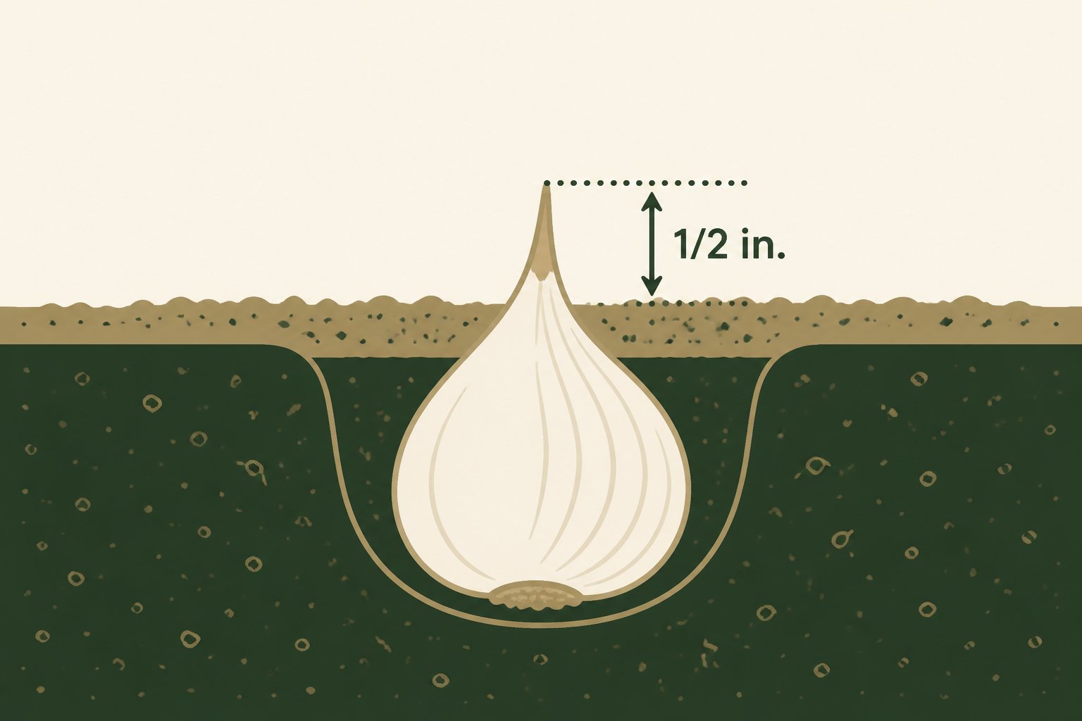 Illustration of a garlic clove pointed up with about one-half inch of soil cover
