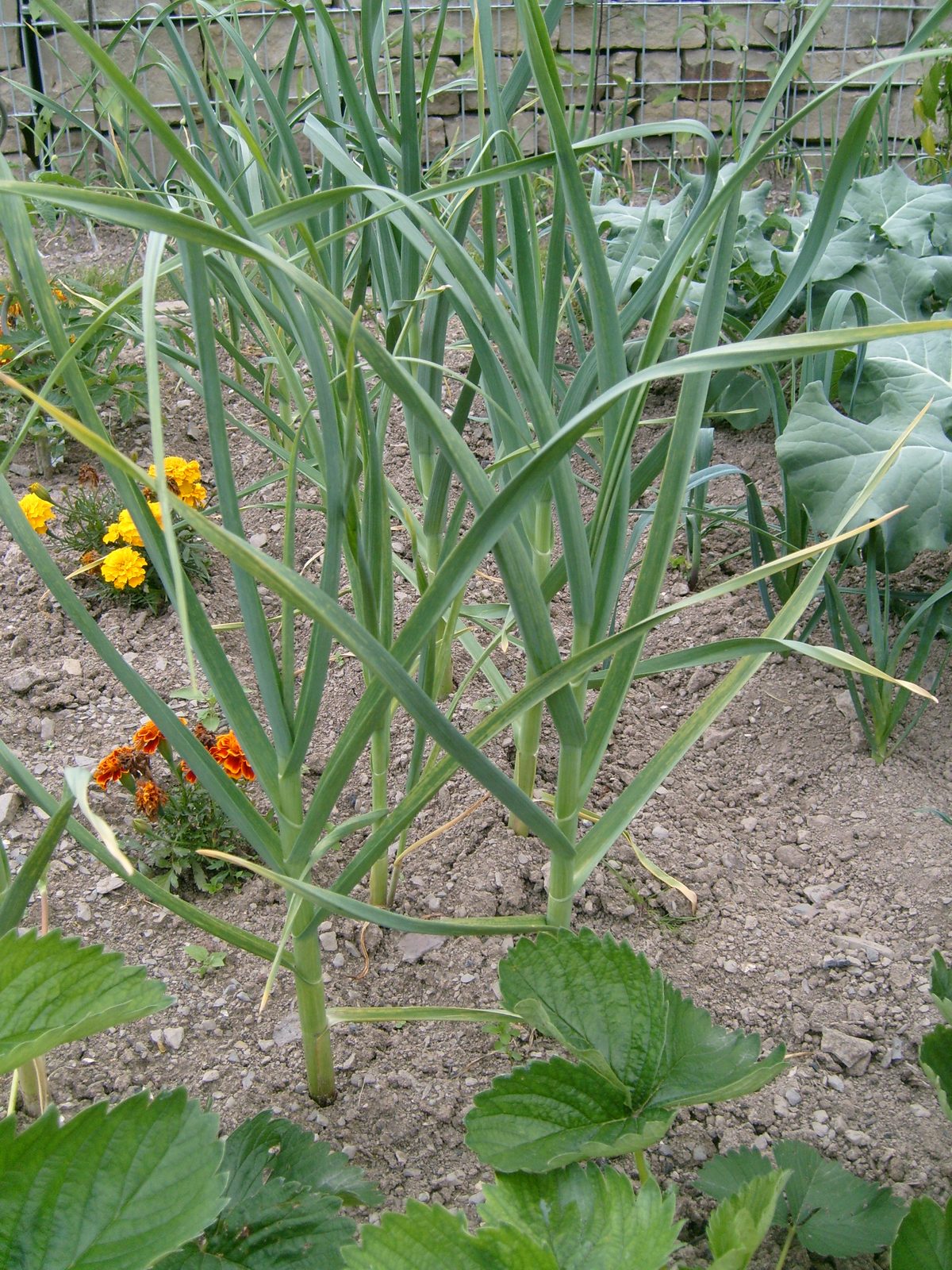 Garlic plants growing in a garden bed, foliage only, not a plate of cloves
