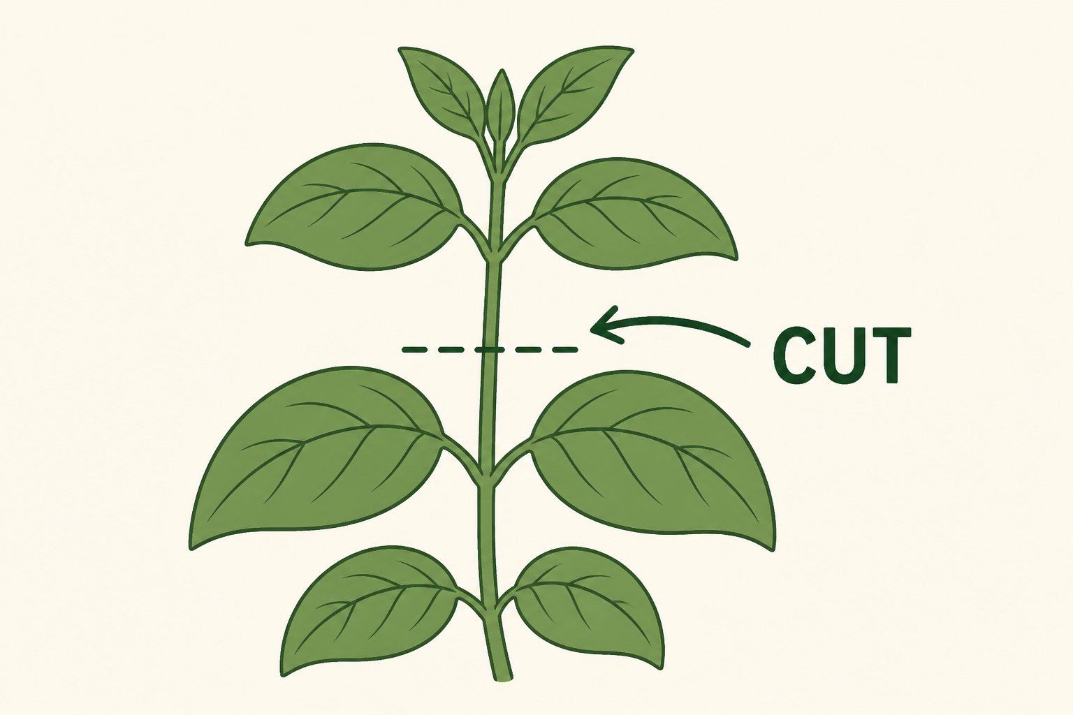Illustration of cutting an herb stem above a leaf node