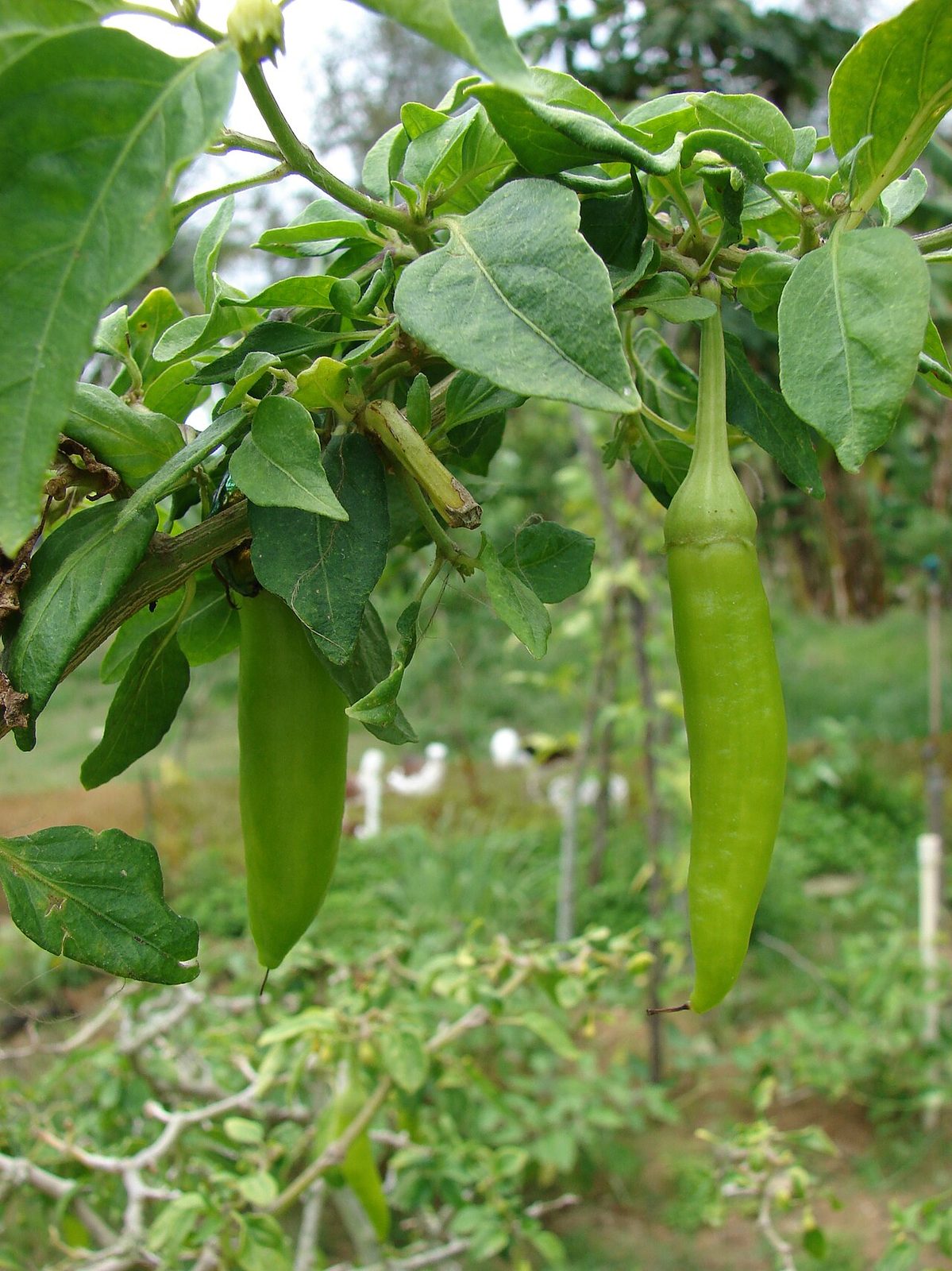 Two long green peppers hanging on a Capsicum annuum plant in a garden