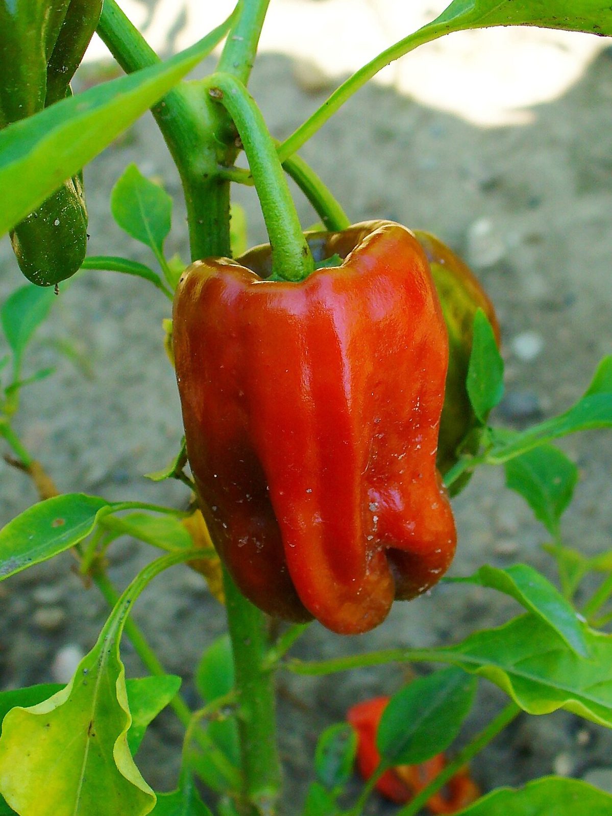 Ripe red Capsicum annuum pepper hanging on the plant in a garden, with green leaves and soil behind it