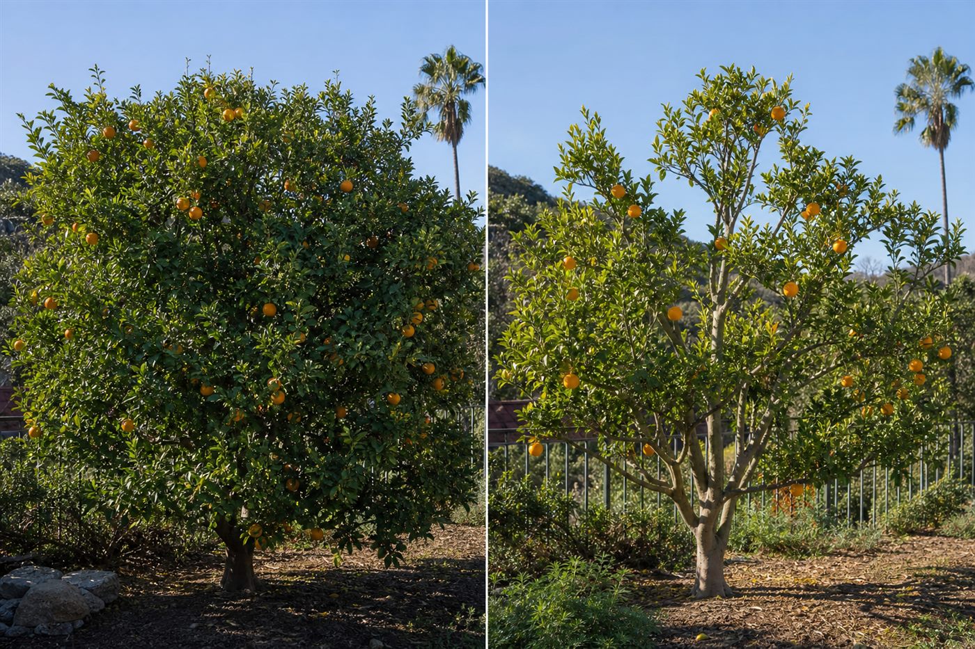 Citrus tree loaded with oranges, shown dense then opened by pruning, with a fence and hillside behind it