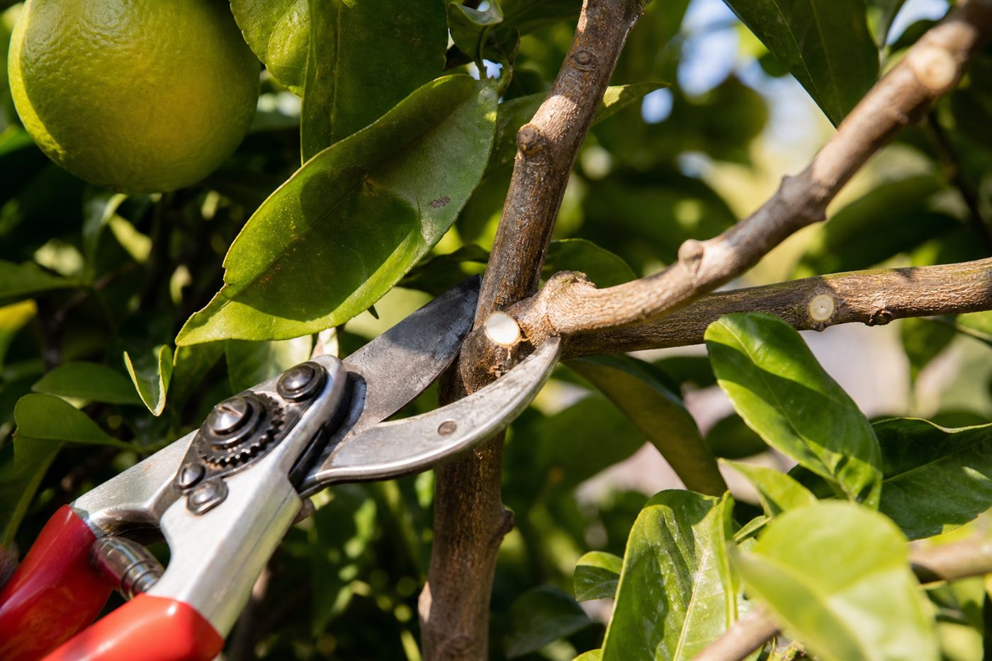 Fruit tree pruning in Southern California