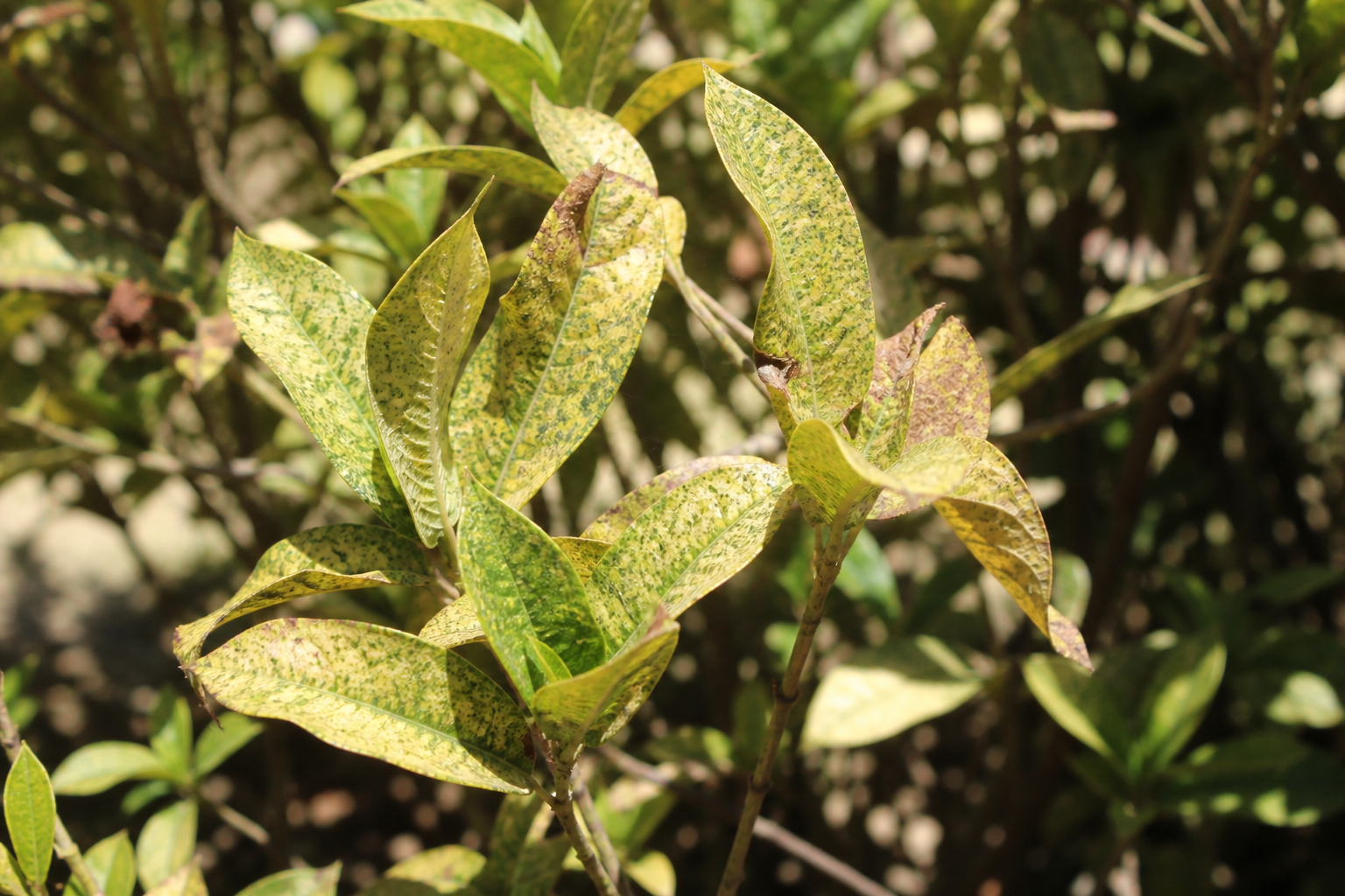 Spider mite damaged leaves
