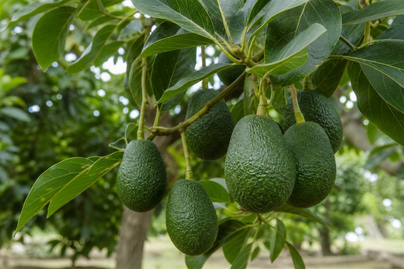 Avocado fruit (wiki plant photo).