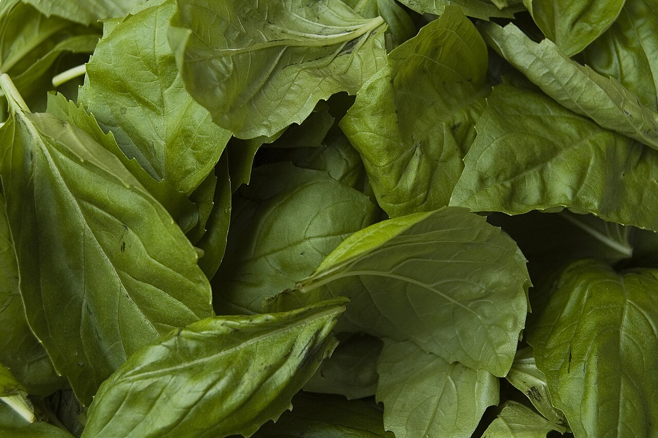 Fresh basil leaves (wiki plant photo).