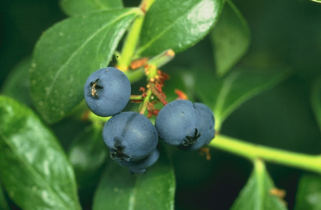 Blueberries on the bush (wiki plant photo, genus-level card).