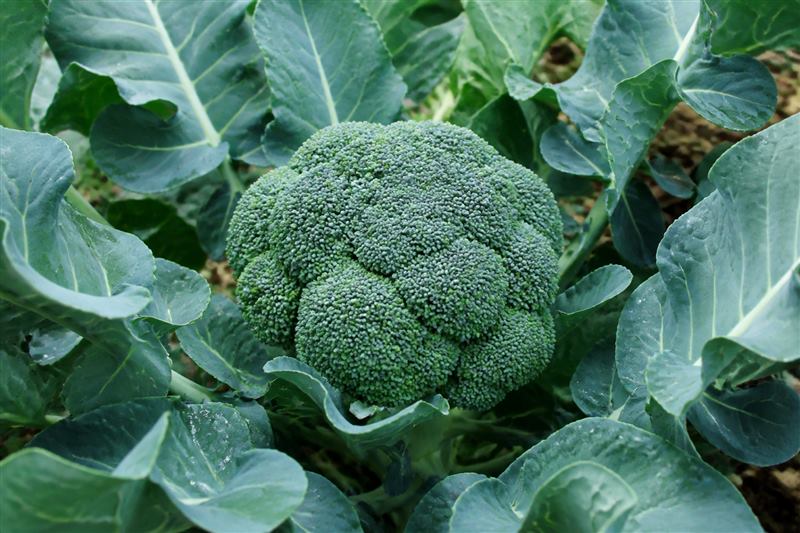 Dome-shaped green broccoli head with waxy bluish-green leaves in garden soil (wiki plant photo).