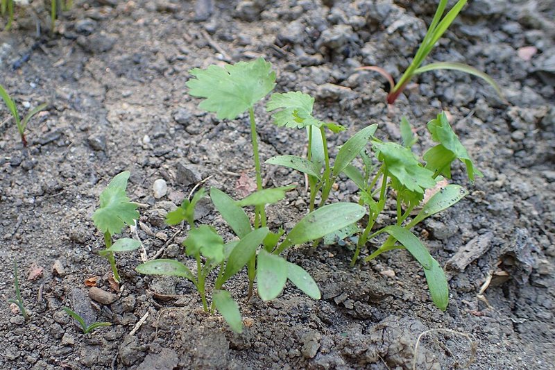 Young cilantro seedlings in soil, with lobed true leaves and seed leaves (wiki plant photo).
