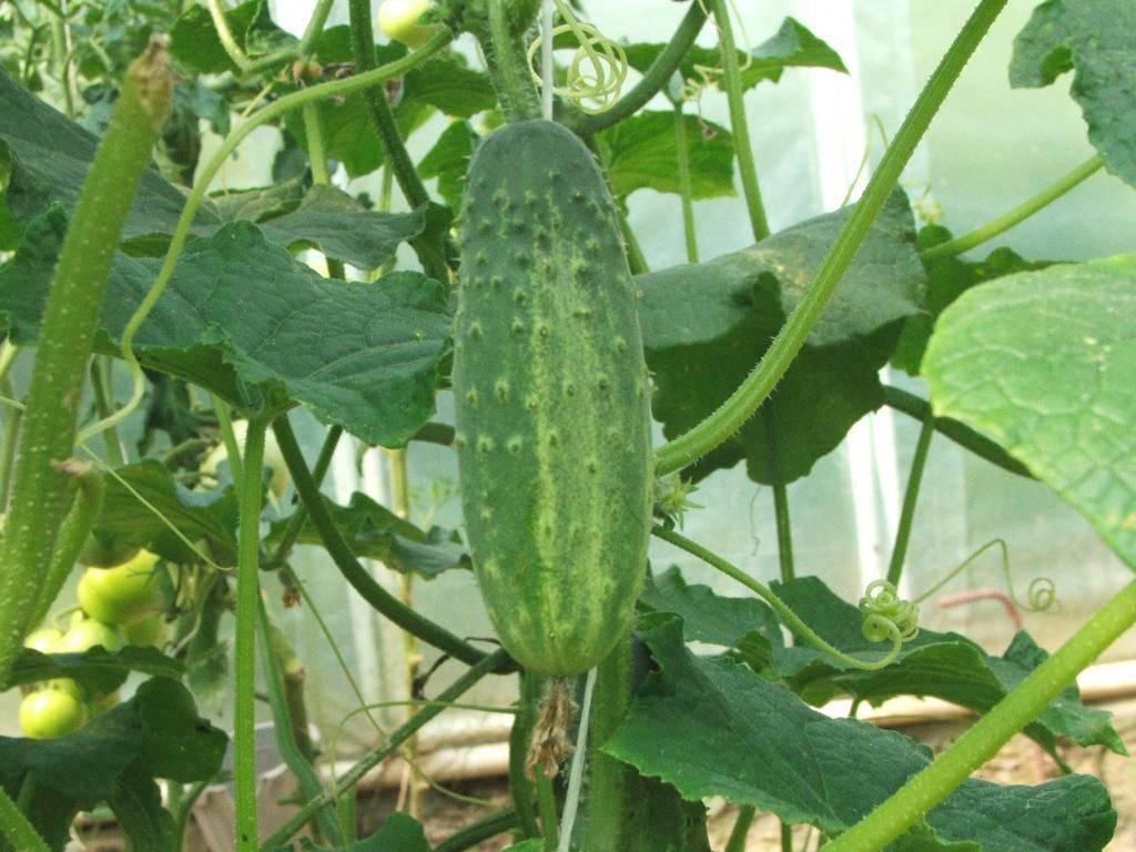 Mature cucumber fruit on the vine (wiki plant photo).