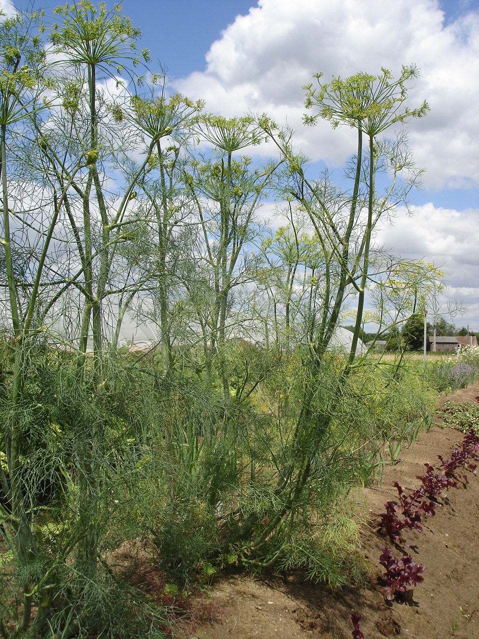Flowering dill plants with yellow umbels in a garden row (wiki plant photo).