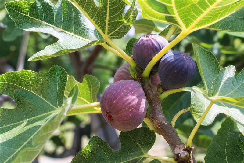 Fig fruit (wiki plant photo).