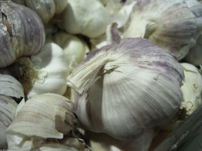 Garlic bulbs (wiki plant photo).