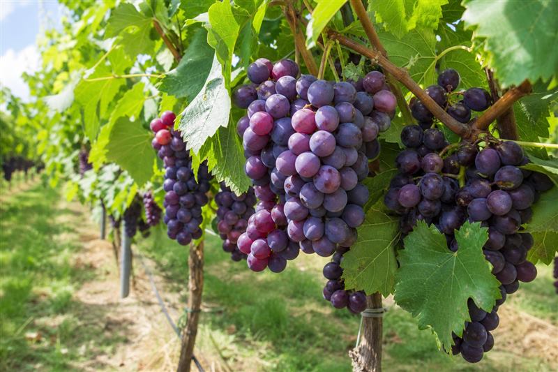 Dark purple grape clusters with bloom on a wire-trained vine among lobed leaves (wiki plant photo).