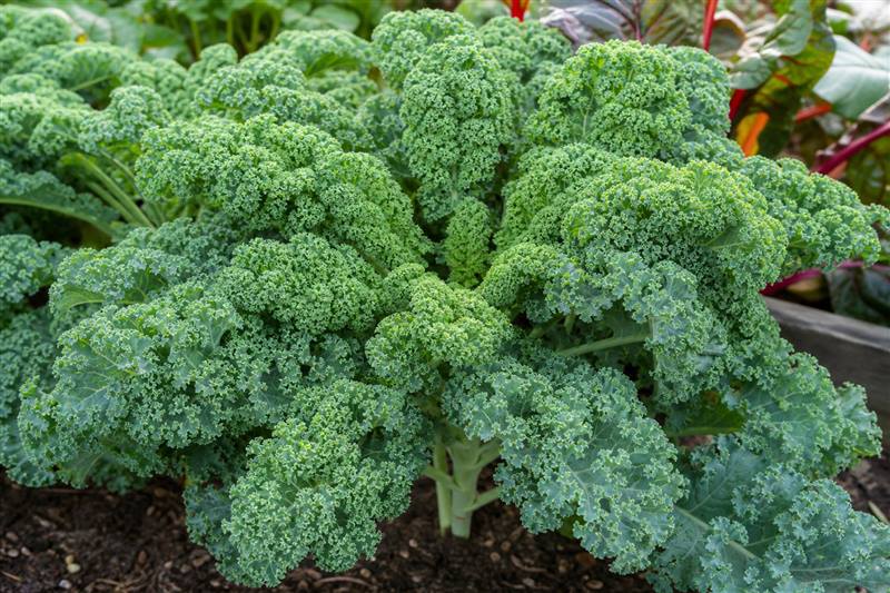 Curly kale plant with ruffled dark-green leaves in a garden bed; chard visible at the edge (wiki plant photo).