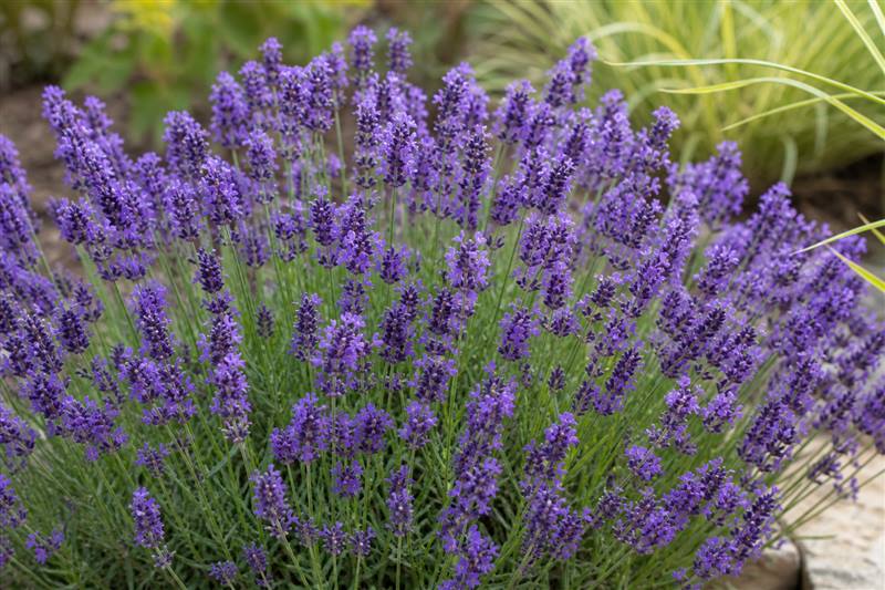 Lavender in bloom with purple flower spikes (wiki plant photo, genus-level card).