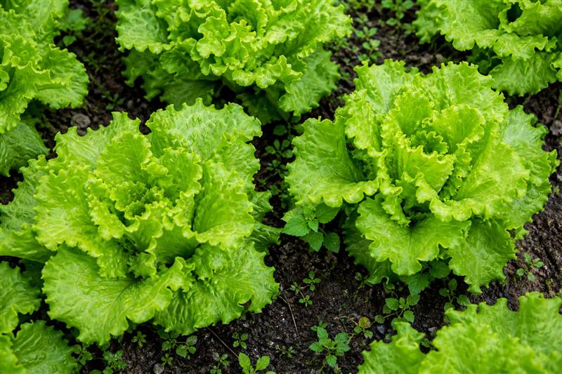 Ruffled light-green loose-leaf lettuce heads growing in dark garden soil (wiki plant photo).