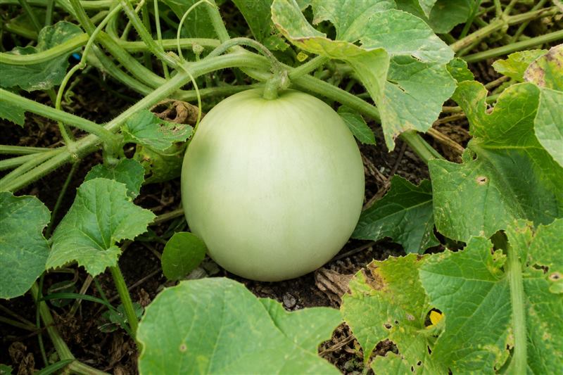 Smooth pale-green spherical melon on a hairy vine among heart-shaped leaves (wiki plant photo).