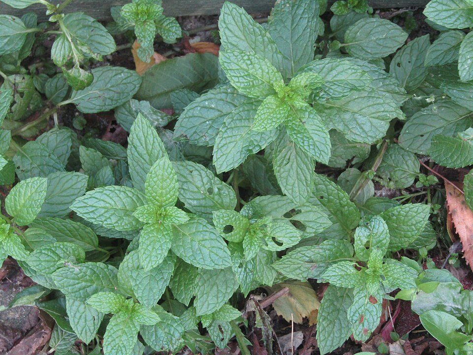 Mature mint foliage (wiki plant photo, genus-level card).
