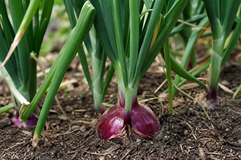 Red-purple onion bulbs sitting in dark soil with green tubular leaves (wiki plant photo).