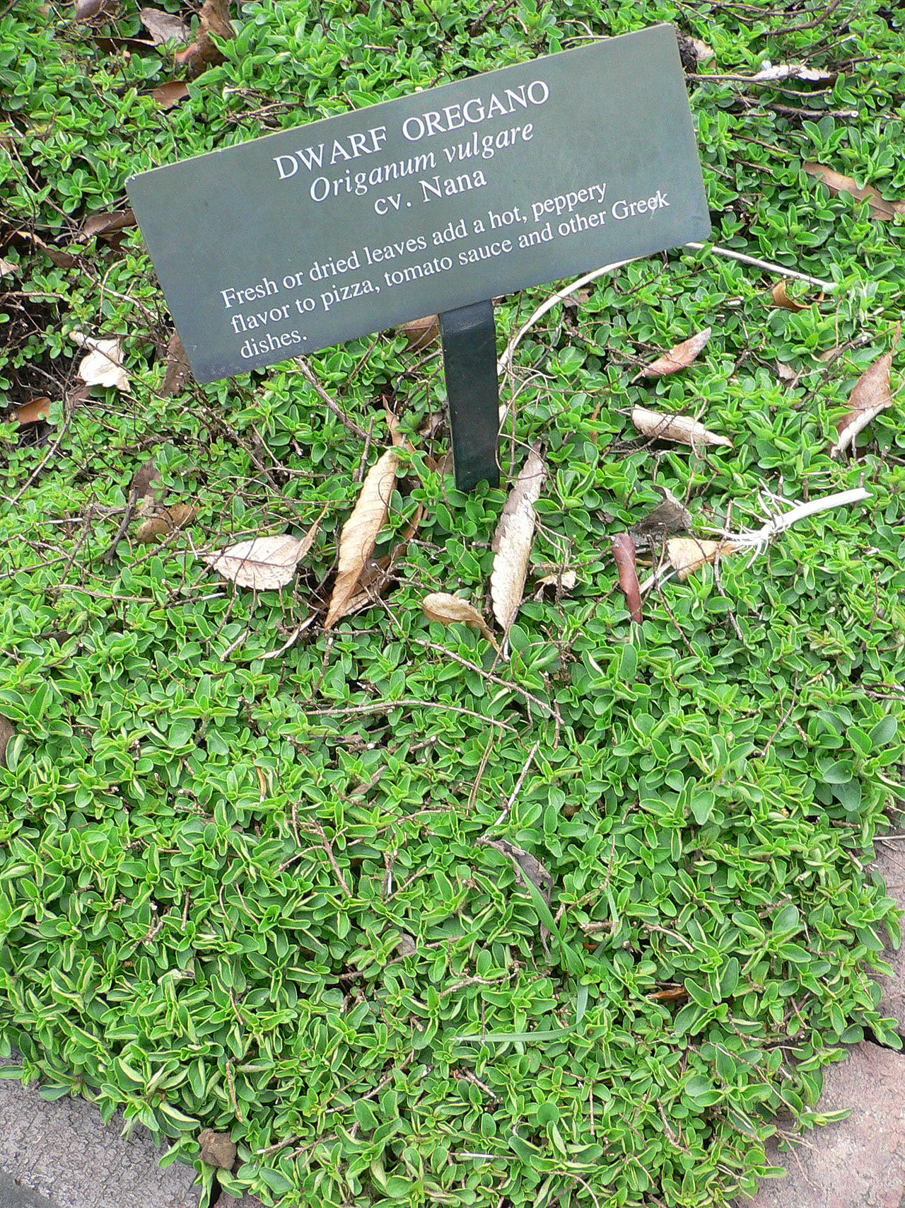 Dwarf oregano (Origanum vulgare cv. Nana) in a labeled herb bed (wiki plant photo).