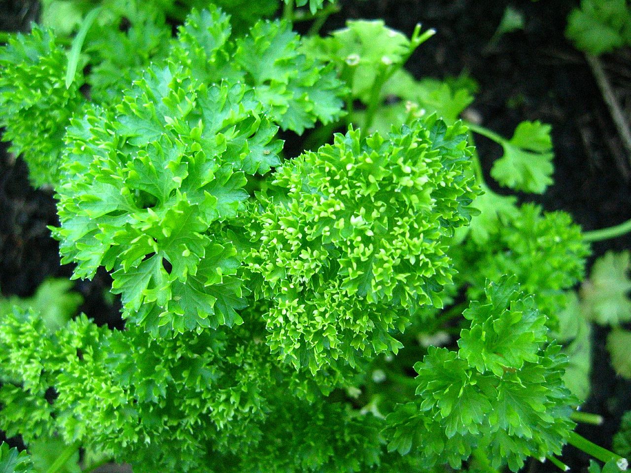 Curly parsley plant with ruffled leaves (wiki plant photo).