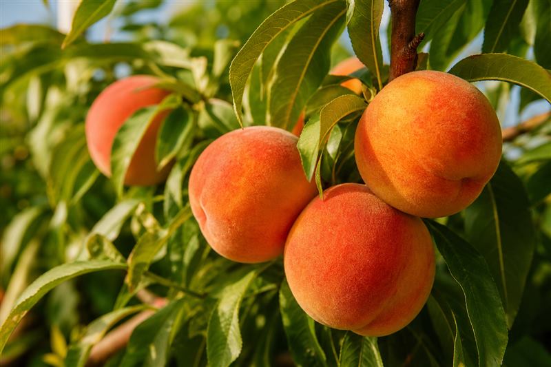 Fuzzy ripe peaches with yellow-to-red blush hanging on a leafy branch (wiki plant photo).