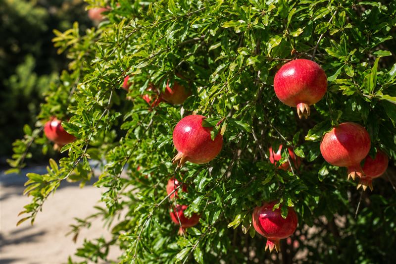 Pomegranate fruit (wiki plant photo).
