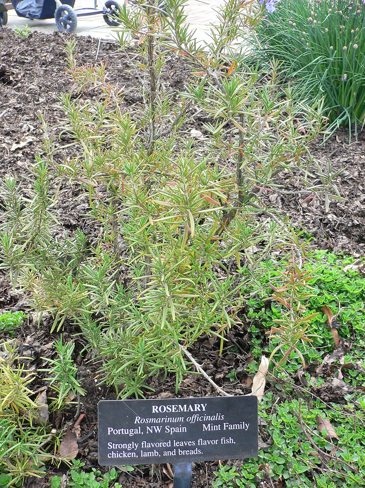 Mature rosemary shrub (wiki plant photo).