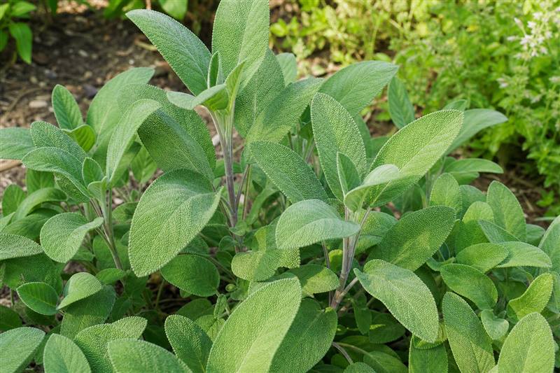 Sage plant with silvery-green textured leaves in a garden bed (wiki plant photo).