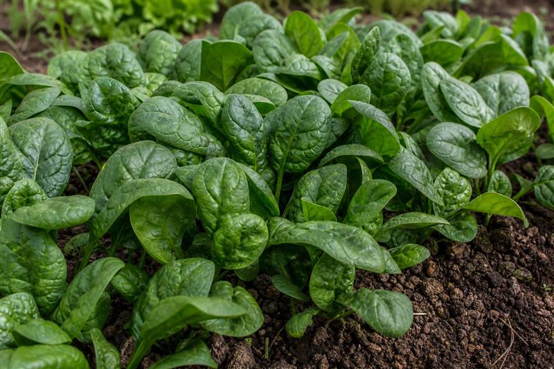Crinkled savoy spinach plants growing in a low row in dark garden soil (wiki plant photo).