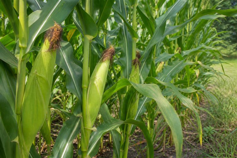 Green sweet-corn ears in husks on stalks, with reddish-brown silk, in a garden row (wiki plant photo).