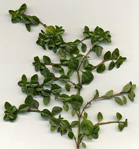 Thyme sprig with small oval leaves on reddish stems against a plain background (wiki plant photo).