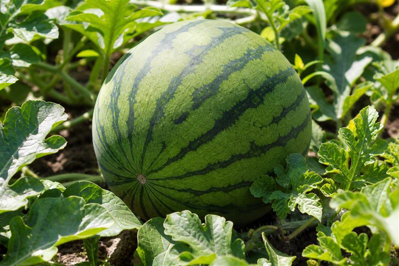 Striped spherical watermelon on the vine among lobed leaves (wiki plant photo).
