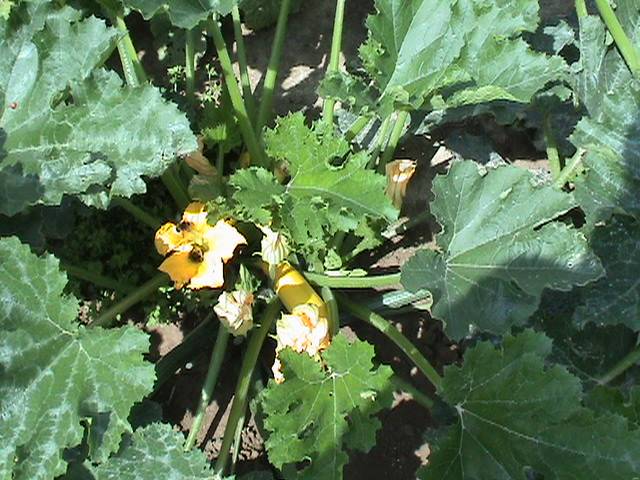 Yellow zucchini plant with flowers and fruit in a garden bed (wiki plant photo).